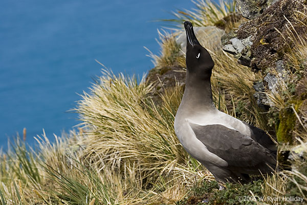 Light-Mantled Sooty Albatross