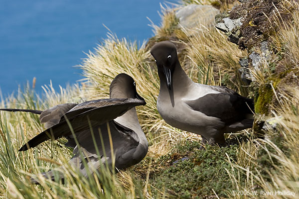 Light-Mantled Sooty Albatross