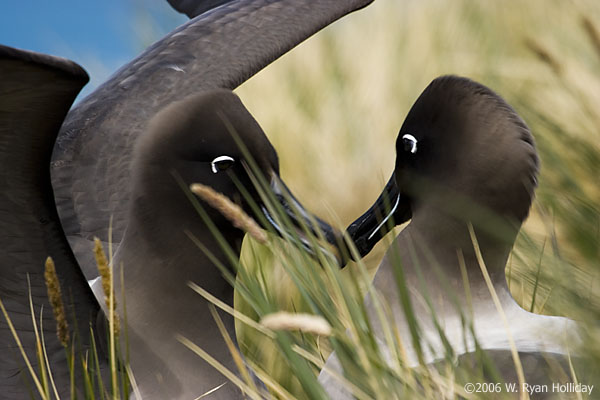 Light-Mantled Sooty Albatross