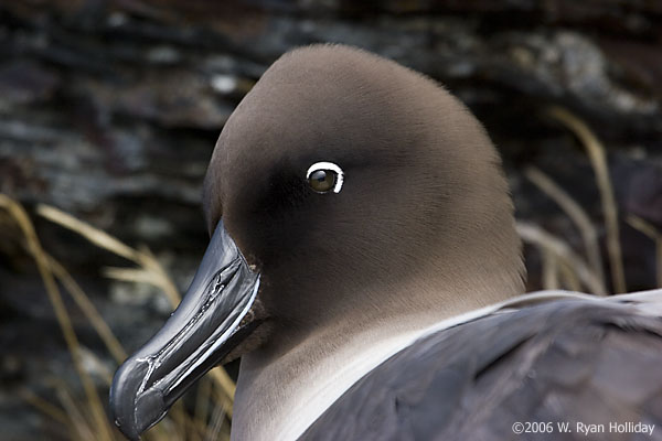 Light-Mantled Sooty Albatross