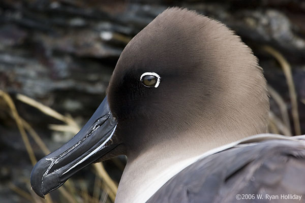 Light-Mantled Sooty Albatross