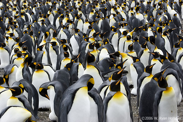 King Penguins