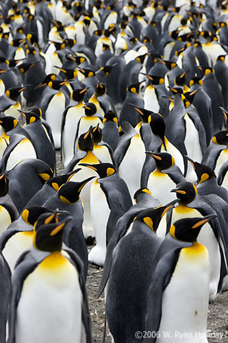 King Penguins