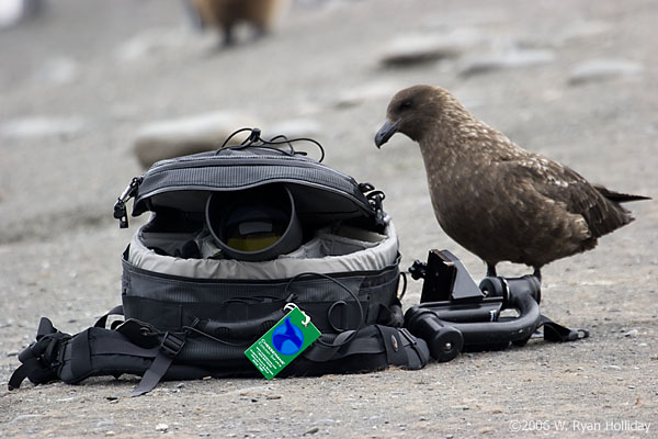 Skua