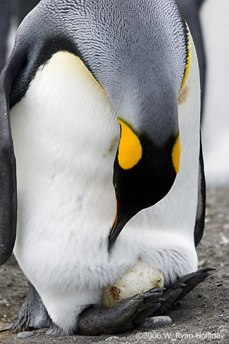 King Penguin