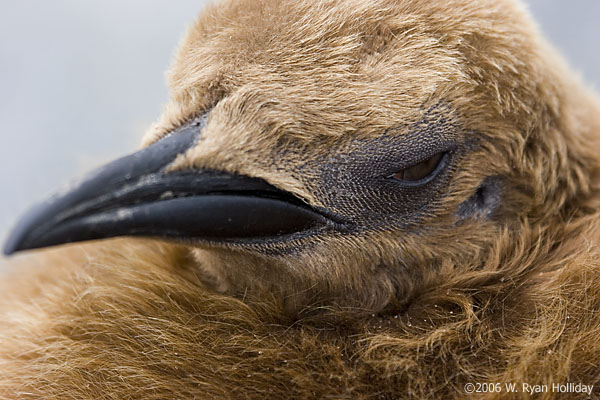 King Penguin Chick