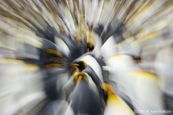 King Penguins