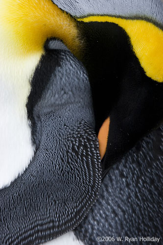 King Penguin