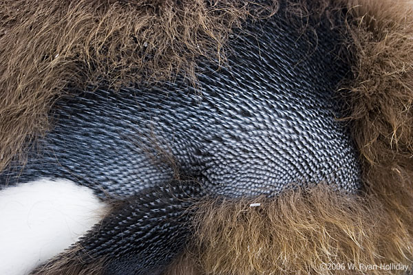 Juvenile King Penguin