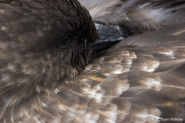 Skua