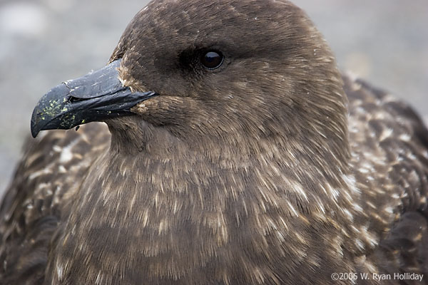 Skua