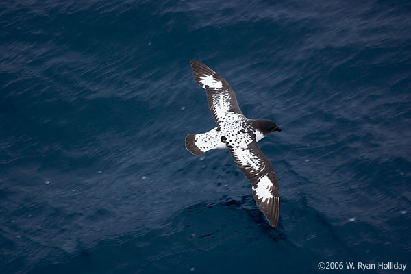 Pintado Petrel