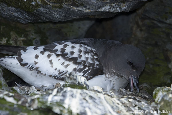 Nesting Pintado Petrel