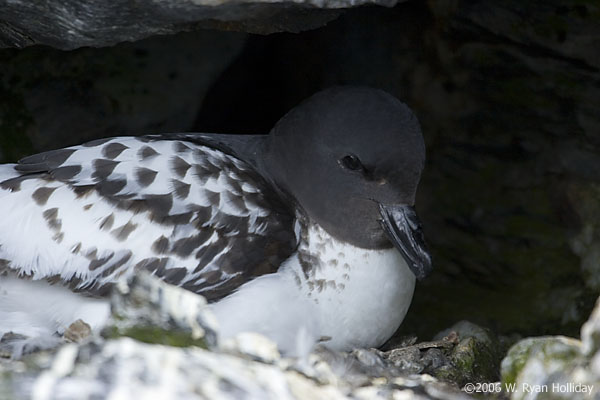 Nesting Pintado Petrel