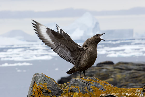 Skua