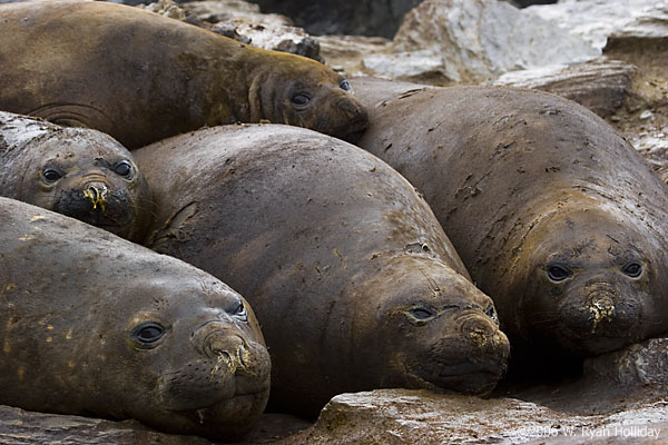 Elephant Seals