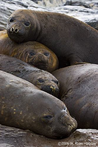 Elephant Seals