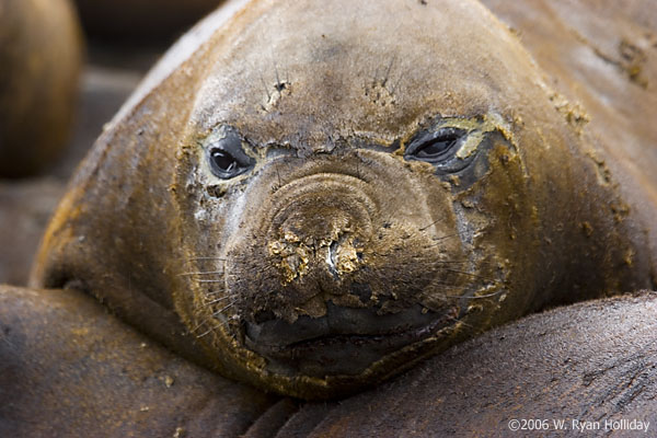 Elephant Seal