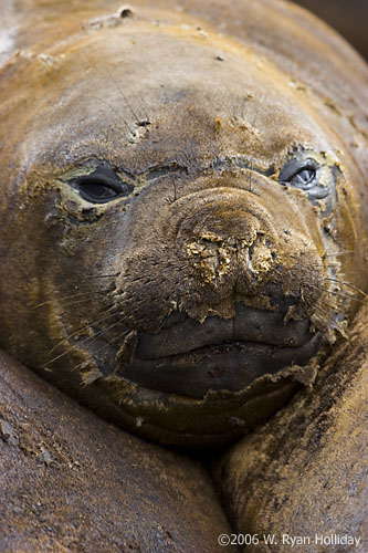 Elephant Seal