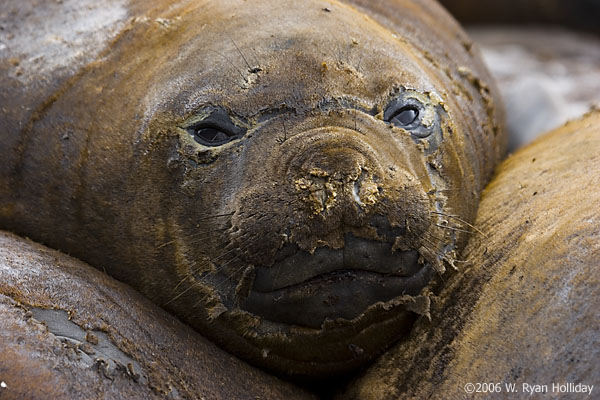 Elephant Seal