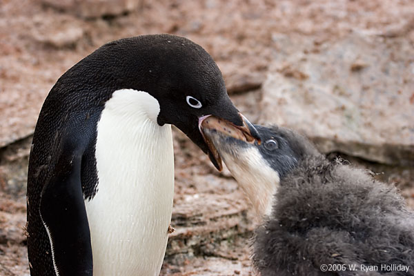 Adelie Penguin and Chick