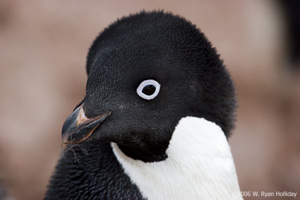 Adelie Penguin