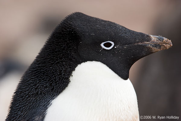 Adelie Penguin