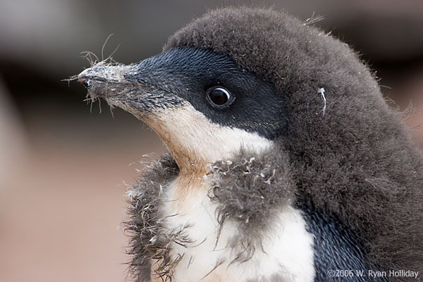 Adelie Penguin Chick