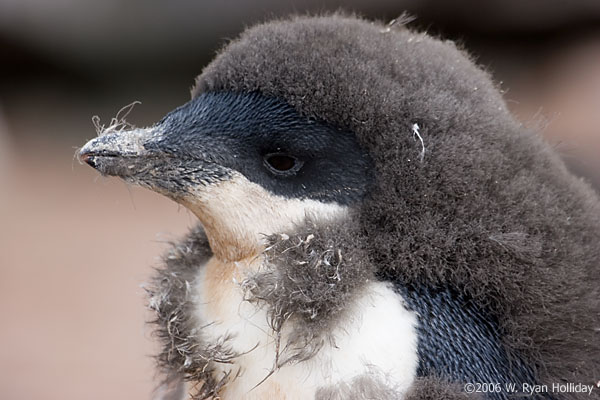 Adelie Penguin Chick