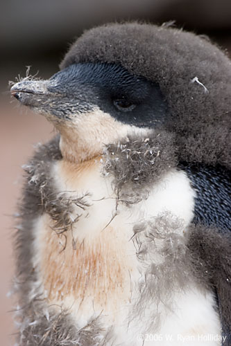 Adelie Penguin Chick