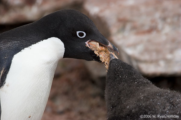 Adelie Penguin and Chick