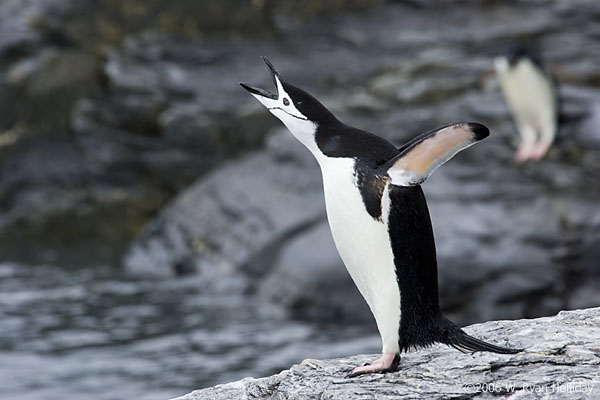 Chinstrap Penguin