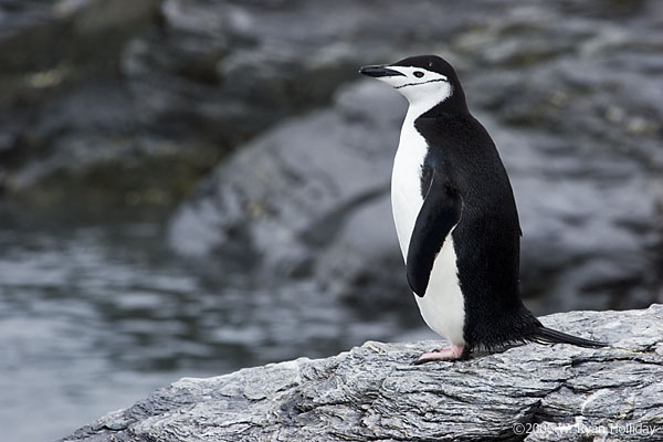 Chinstrap Penguin