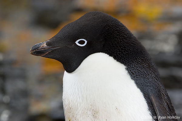 Adelie Penguin