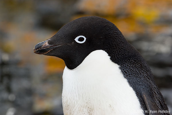 Adelie Penguin