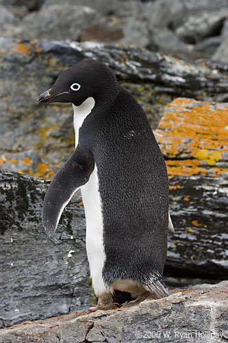 Adelie Penguin