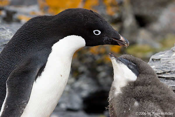 Adelie Penguin and Chick