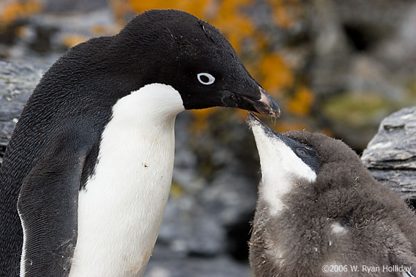 Adelie Penguin and Chick