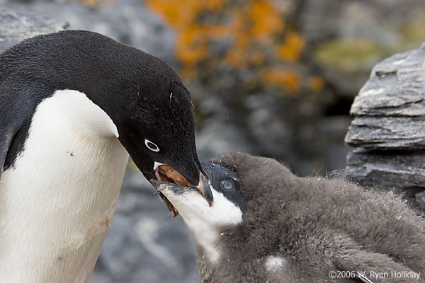 Adelie Penguin and Chick