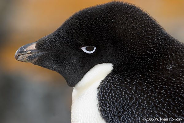 Adelie Penguin