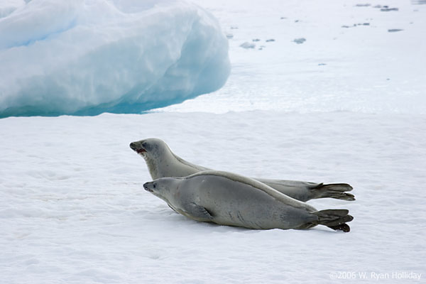 Crabeater Seals