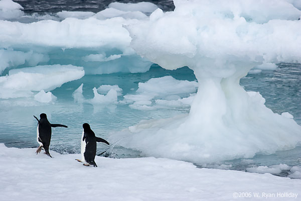 Adelie Penguins