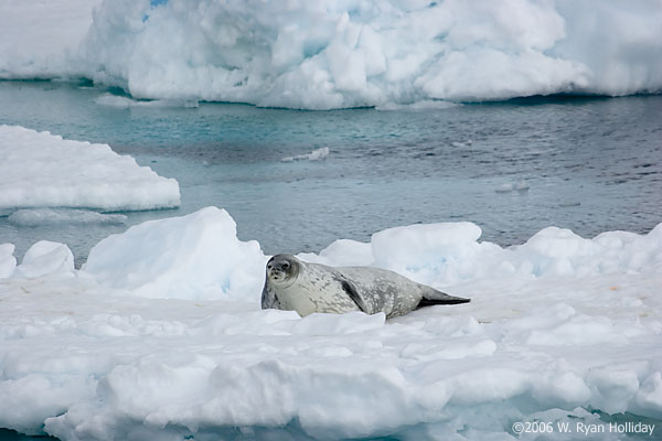 Weddell Seal