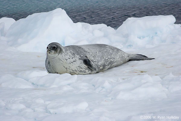 Weddell Seal