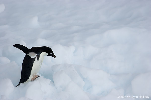 Adelie Penguin