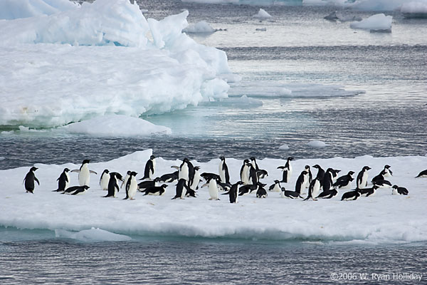 Adelie Penguins