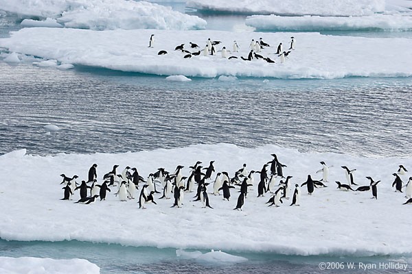 Adelie Penguins