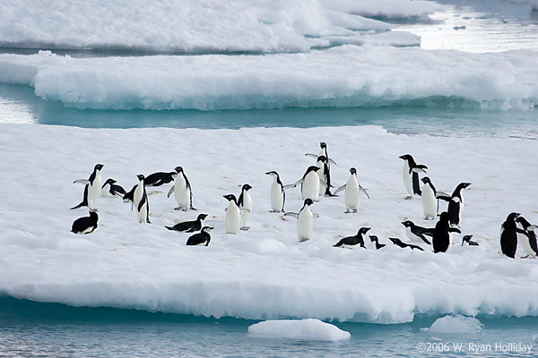 Adelie Penguins