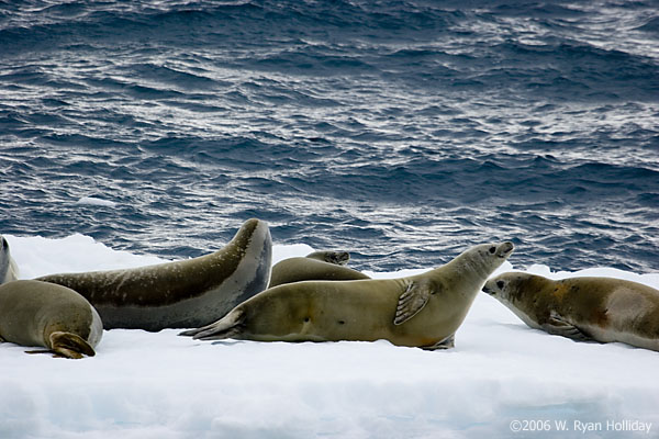 Crabeater Seals