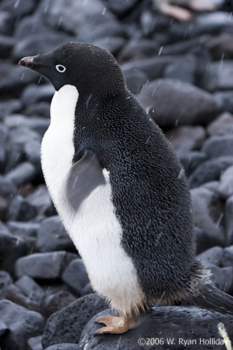 Adelie Penguin